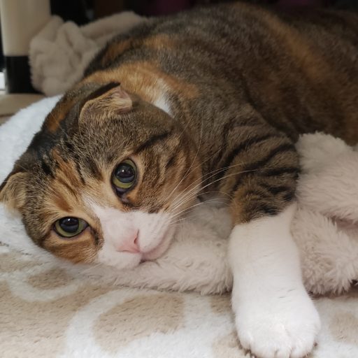 スコティッシュフォールド