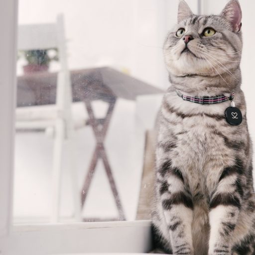 アメリカンショートヘア