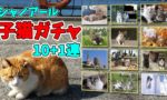 シャノアール岩合光昭子猫クジ